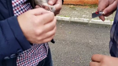 isaf -  Ağaçta mahsur kalan kumruyu kurtarıp korumaya aldı  Videosu