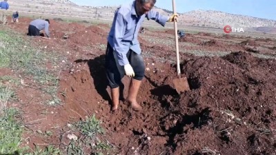  Arabanlı çiftçiler antepfıstığı üretimine yöneldi 