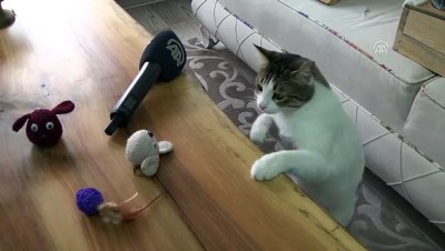 İki bacağı olmayan kediyi hayata bağladı - ANKARA 