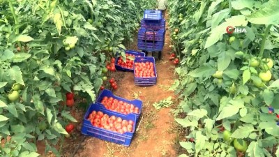 zam sampiyonu -  Irak pazarı daraldı, domates fiyatları düştü  Videosu