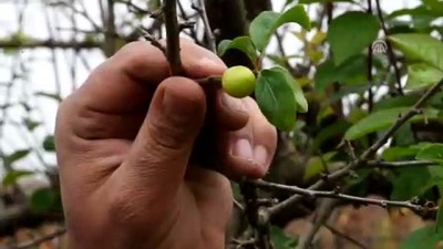 baros - Manisa’da aralık ayında erik ağaçları meyve verdi  Videosu