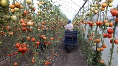 Mersin'den Irak'a domates ihracatı 