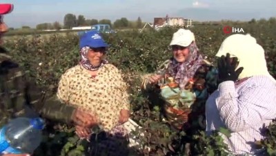 kadin isci -  Pamuk işçilerine maniyle su dağıtıyor, suyu içen işçiler yorgunluklarını unutuyor...Pamuk hasadının yapıldığı tarlalar havadan böyle görüntülendi  Videosu