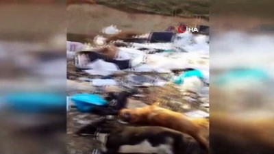 hayvan haklari -  Ayakları bağlı halde telef olmuş iki köpek bulundu  Videosu