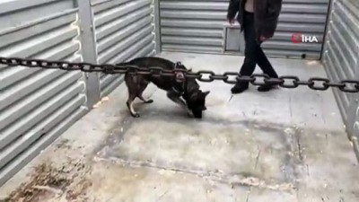 polis kopegi -  Mersin'de 21 bin 700 paket kaçak sigara ele geçirildi Videosu