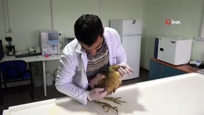 kopek saldirisi -  Nesli tükenmek üzere Balaban kuşu Tunceli’de bulundu, tedavi altına alındı  Videosu