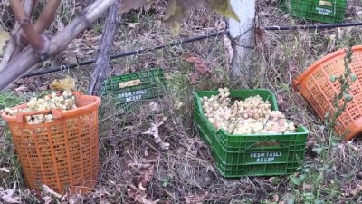 yilbasi - Üzümün değeri 'örtü altında' katlandı - MANİSA  Videosu