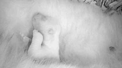 kutup ayisi - Berlin Hayvanat Bahçesi'nde doğan yavru kutup ayısı ilk kez görüntülendi Videosu