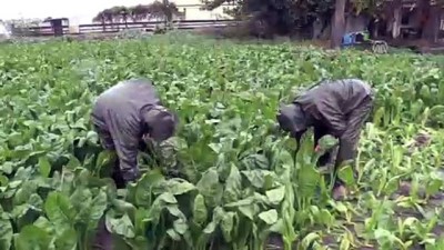 Sağanak altında hasat yaptılar - MERSİN 