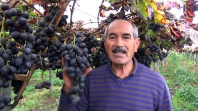 sonbahar -  - Sarıgöl'de kış mevsiminde üzüm hasadı  Videosu