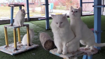 yuzme - Van kedisi üreme oranında artış - VAN  Videosu