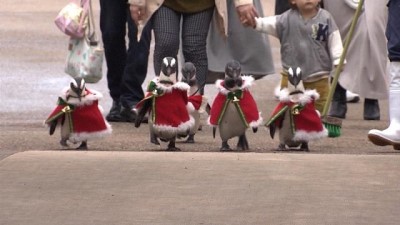 hayvanat bahcesi - Video | Penguenler hayvanat bahçesini Noel Baba kostümleriyle dolaştı Videosu