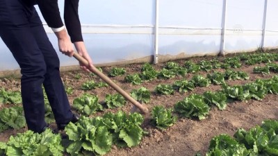 yas siniri - Genç Çiftçi Projesi'yle memleketine döndü - EDİRNE  Videosu