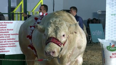 yaris - İzmir Uluslararası Tarım ve Hayvancılık Fuarı - 'Ağır Abiler Yarışıyor' yarışması - İZMİR Videosu