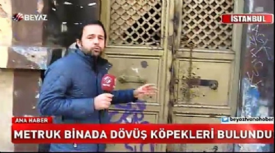 taksim - Taksim’de metruk binada dövüş köpekleri bulundu Videosu