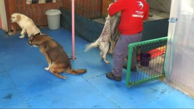sokak hayvanlari -  Engelli köpekler yürüteçle hayata tutundu  Videosu