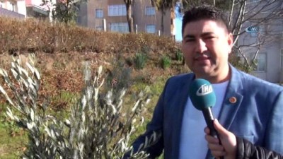 yesil sahalar -  Sinoplu muhtardan 'Zeytin Dalı Harekatı’na zeytin ağacı fidanı ile destek  Videosu