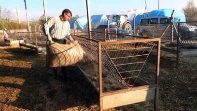 hastalik -  Aksaraylı üreticiler mera hayvanlarının masraflarından şikayetçi  Videosu