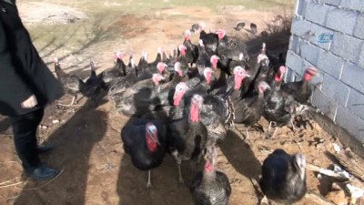 periyodik bakim -  Bitlis’in ilk hindi çiftliği kuruldu  Videosu