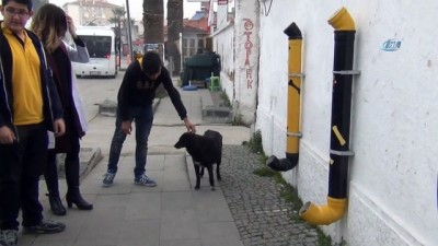 sokak hayvanlari -  Sokak hayvanları için 'Mamamatik'  Videosu