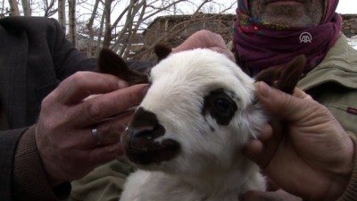 4 kulaklı kuzu - MUŞ