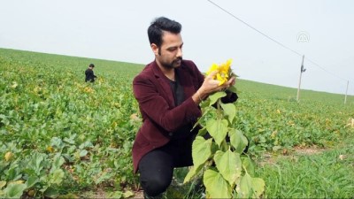 Ayçiçeği erken açtı - OSMANİYE 