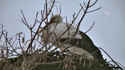 Baharın habercisi leylek erken geldi - ARDAHAN 