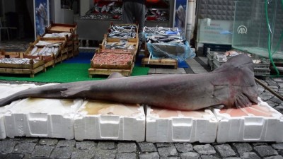 kopek baligi - Marmara'da yakalanan camgözler balıkçı tezgahında - KIRKLARELİ  Videosu