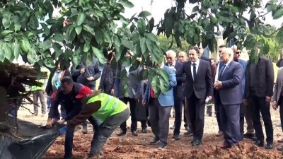 sekte - Mersin'de kavşağa 80 yıllık mandalina ağacı dikildi  Videosu