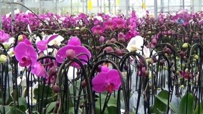 yerli uretim -  Sevgililer Gününde yerli orkideye büyük talep  Videosu