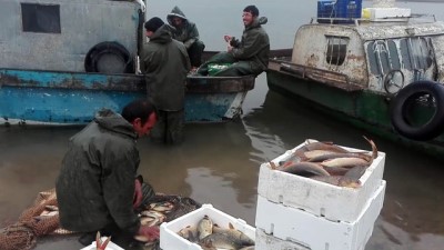 baraj golu - Sivas'ın balığı takas için Samsun'a götürülüyor  Videosu