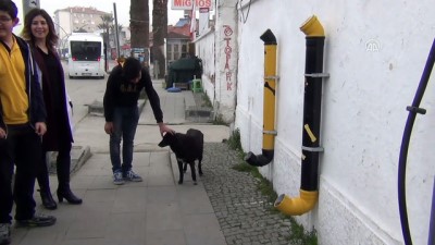sokak kopekleri - Sokak hayvanları için 'mamamatik' yaptılar - BALIKESİR  Videosu