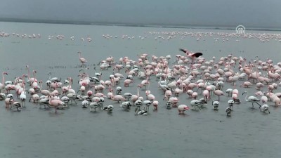 gocmen kus - Gala Gölü'nün pembe tüylü misafirleri göçü bekliyor - EDİRNE  Videosu