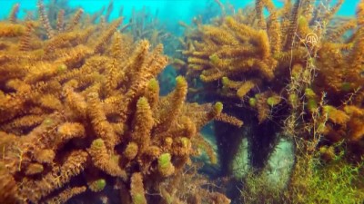 hayvan - Ağrı Dağı Milli Parkı her mevsim ayrı güzel - IĞDIR  Videosu