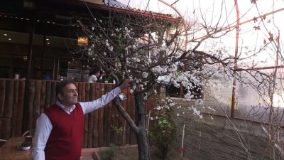 isaf - Erik ağacı çiçek açtı - ERZİNCAN  Videosu