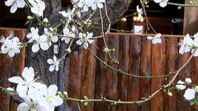 tarim -  Erzincan’da 14 Şubat'ta ağaçlar çiçek açtı Videosu
