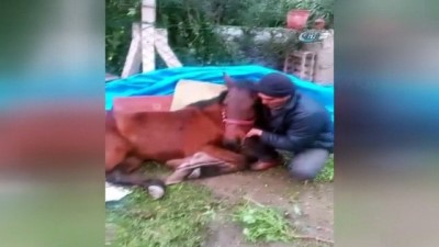 hayvan -  Tüm çabaları 'Gözyaşı' için  Videosu