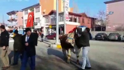 hayvan -  Aşkale’den Afrin’deki Mehmetçiğe 2 adet tosun gönderdiler  Videosu