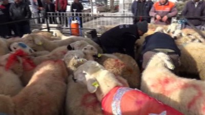kurbanlik hayvan -  Ulukışla’dan Afrin’deki Mehmetçiğe 90 adet kurbanlık hayvan gönderildi  Videosu