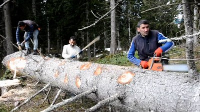 yogun mesai -  Ekmeklerini ormandan kazanıyorlar  Videosu