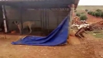 hayvan - Köpek ve horoz dövüştürenlere operasyon - GAZİANTEP Videosu