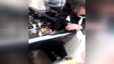 kacis -  Aracın motoruna sıkışan kedi böyle kurtarıldı  Videosu