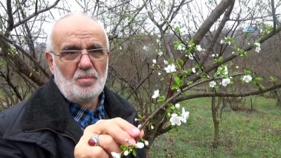 hava sicakliklari -  Erik ağacı Şubat ayının ortasında çiçek açtı  Videosu