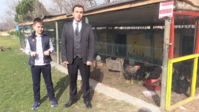 hayvanat bahcesi - Okulun tavukları ihtiyaç sahibi öğrenciler için yumurtluyor - BALIKESİR  Videosu