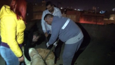 hayvan barinagi -  Köpeklerini kemerle döven şahıs gözaltına alındı  Videosu
