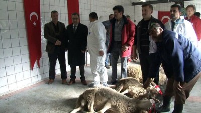 hayvan -  Mehmetçik için 11 kurban kesildi  Videosu