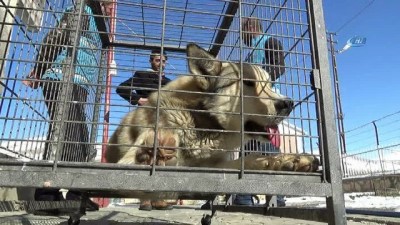 sokak hayvanlari -  Bayburt’ta şehir merkezine inen kurt yakalandı  Videosu