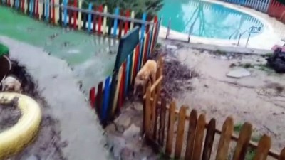 hayat hikayesi -  Türkiye'nin 'Kuyu' köpeği 1 yaşında  Videosu