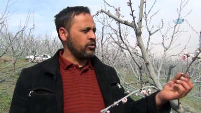 tarim -  Bursa'da şeftali ağaçları çiçek açtı  Videosu