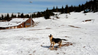 ronen -  Drone gören köpek güldürdü  Videosu